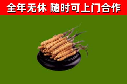 武清区烟酒回收冬虫夏草.jpg